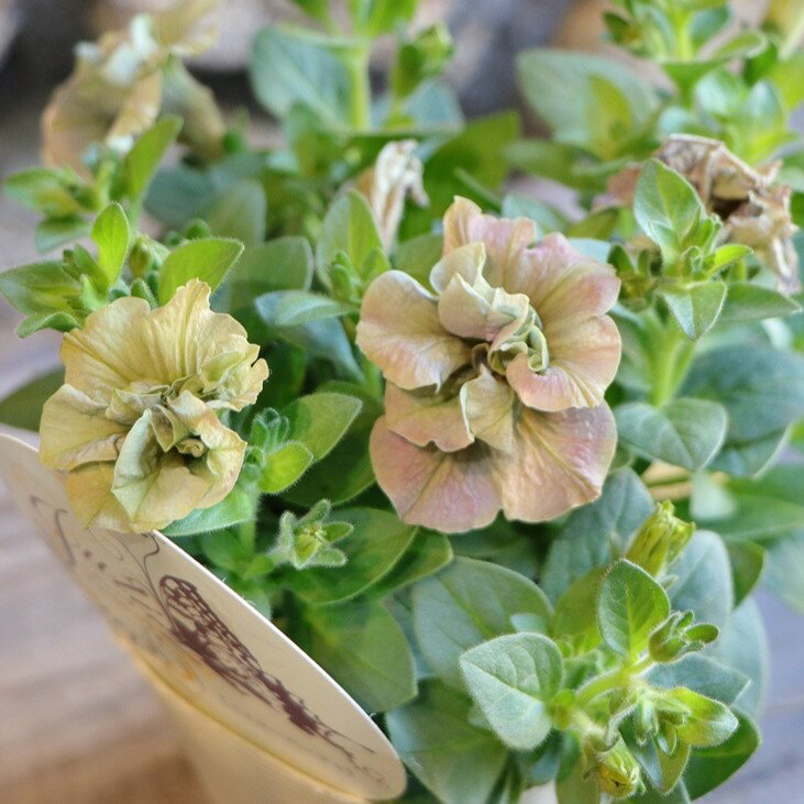 八重咲き ペチュニア ジュリエット イエローベージュ 3.5号ポット苗 寄せ植え 鉢植え 花壇 お洒落 おしゃれ 可愛い シック 春の花 夏の花 秋の花 花 苗 初心者のサムネイル