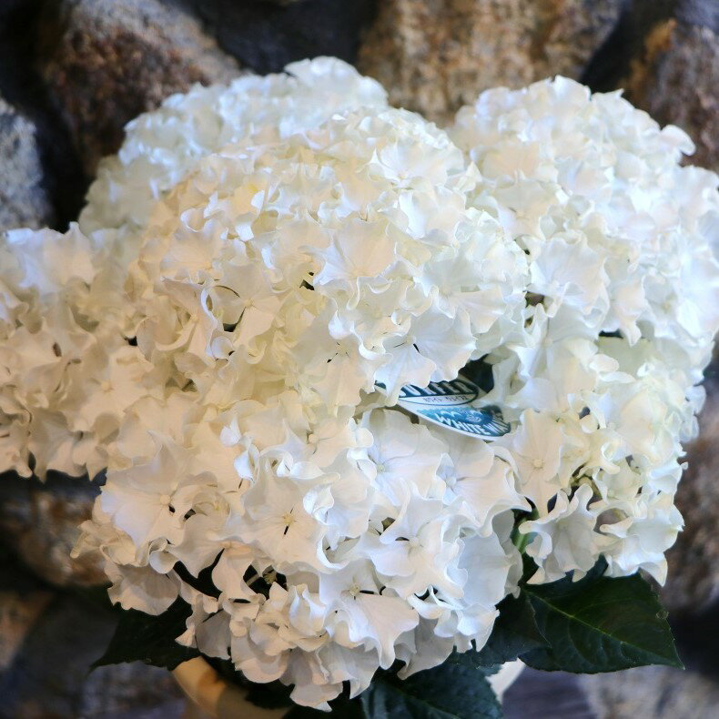 アジサイ サーファー ホワイトウェイブス 5号鉢 ハイドランジア 紫陽花 鉢花 ギフト 植木 苗木 鉢植え 地植え お洒落 可愛い 春の花 夏の花 花 苗 初心者