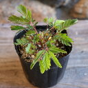 おじぎ草 3号ポット苗 オジギソウ 寄せ植え 鉢植え 花壇 お洒落 可愛い かわいい 面白い おもしろい 夏休み 子供 自由研究 夏の花 花 苗 初心者