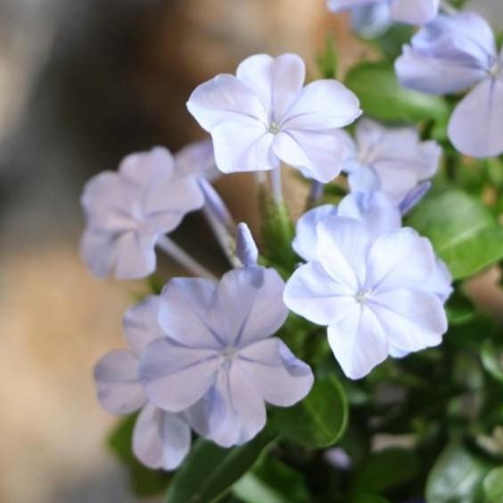 プルンバーゴ ブルー 3.5号ポット苗 ルリマツリ 寄せ植え 花壇 お洒落 可愛い 熱帯花木 花木 常緑樹 春の花 夏の花 秋の花 花 苗 初心者のサムネイル