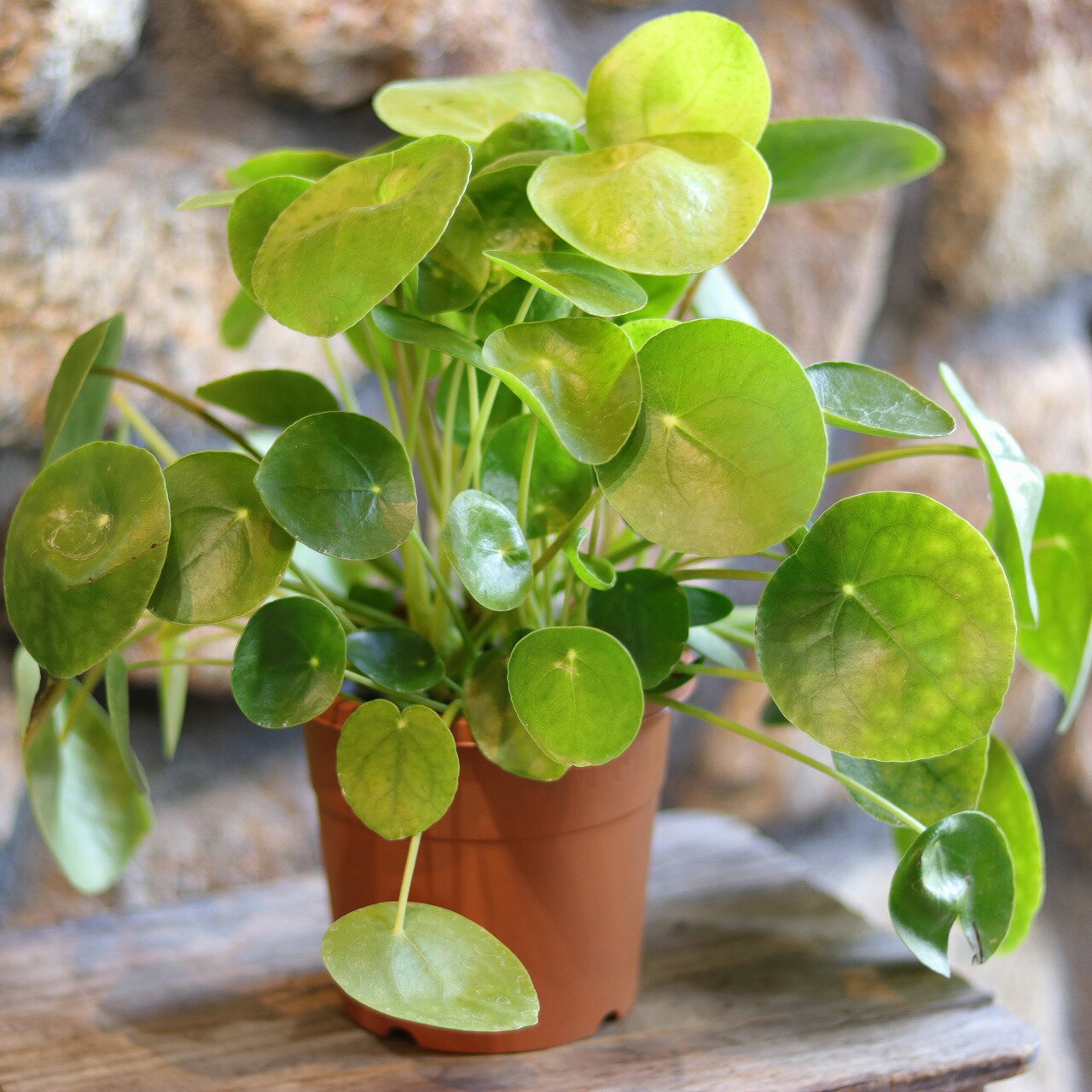 ピレア ぺぺロミオイデス 4号鉢 観葉植物 寄せ植え 鉢植え お洒落 おしゃれ 可愛い かわいい かっこいい インテリア 室内 花 苗 初心者のサムネイル