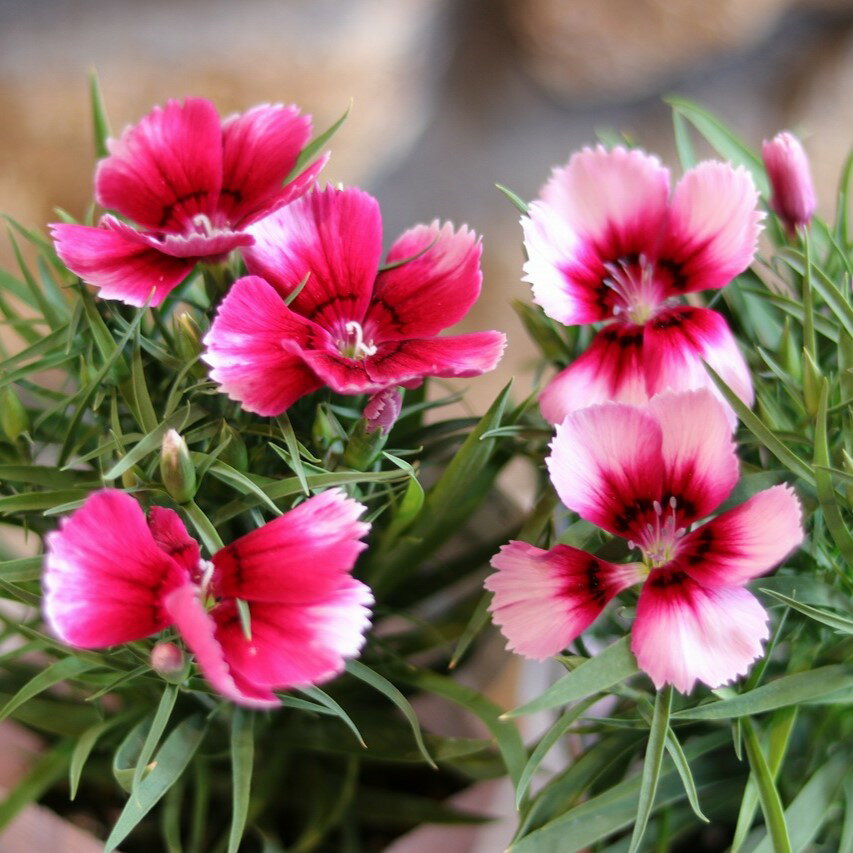 ダイアンサス ベンティパフェ クリムソンアイ 3.5号ポット苗 カーネーション 寄せ植え 花壇 鉢植え お洒落 おしゃれ 可愛い 春の花 夏の花 秋の花 花 苗 初心者のサムネイル