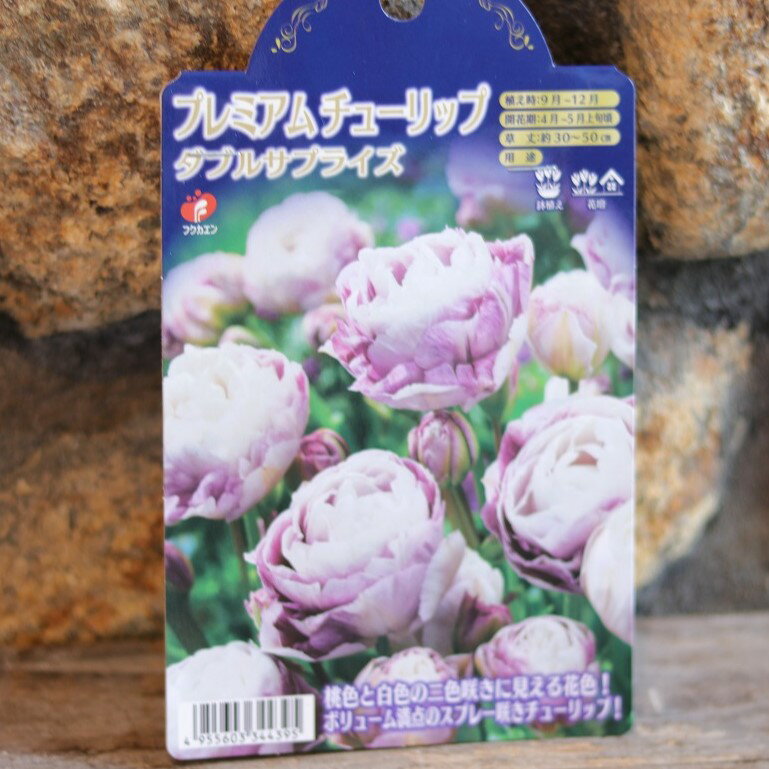 【球根】 八重咲き プレミアムチューリップ ダブルサプライズ 3球入 チューリップ 寄せ植え 鉢植え 花壇 お洒落 可愛い 春の花 花 球根 初心者のサムネイル