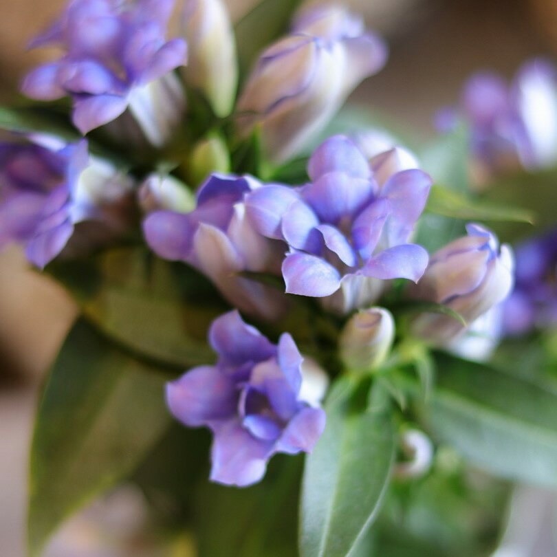 八重咲き リンドウ アシロブーケ アクア 3〜3.5号ポット苗 あしろブーケ 寄せ植え 花壇 鉢植え お洒落 おしゃれ 可愛い かわいい 宿根草 秋の花 花 苗 初心者のサムネイル