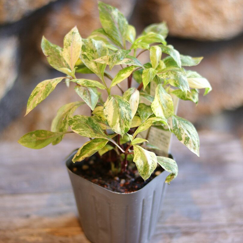 斑入り アルテルナンテラ レッドパトラッシュ 2.5〜3号ポット苗 千日紅 センニチコウ 寄せ植え 花壇 鉢植え お洒落 可愛い 秋の花 花 苗 初心者 カラーリーフのサムネイル