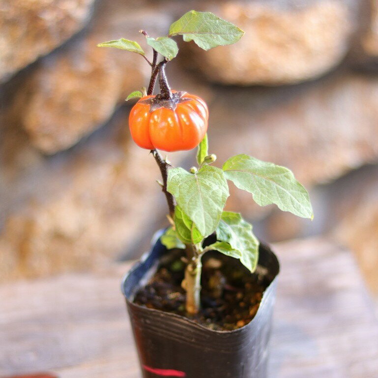 ソラナム パンプキン 3〜3.5号ポット苗 カボチャナス 花ナス 寄せ植え 花壇 鉢植え お洒落 おしゃれ 可愛い かわいい 面白い 秋の花 花 苗 初心者 ハロウィンのサムネイル