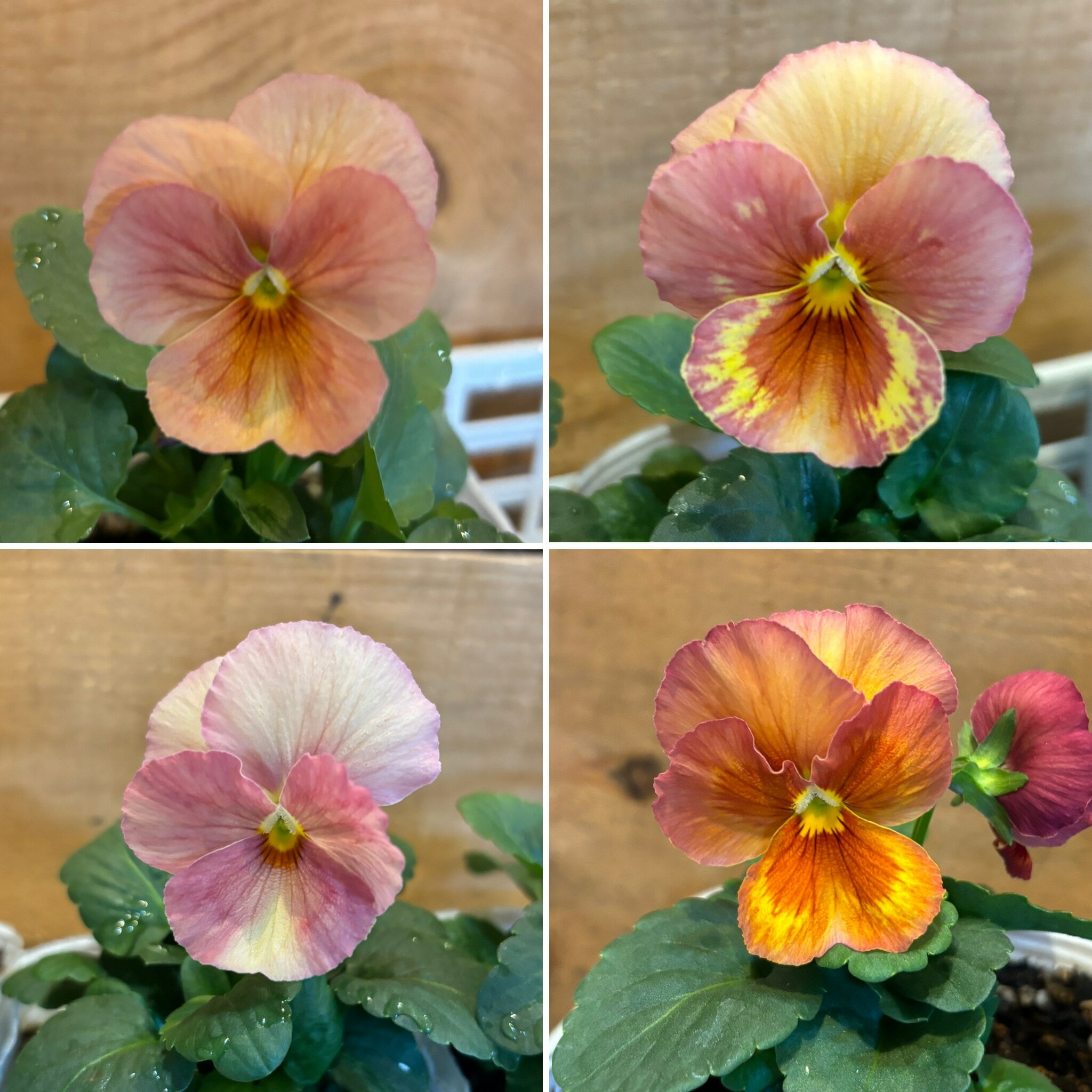 パンジー キューティーアプリコット 3.5号ポット苗 寄せ植え 鉢植え 花壇 お洒落 おしゃれ 可愛い かわいい 可憐 春の花 冬の花 花 苗 初心者のサムネイル