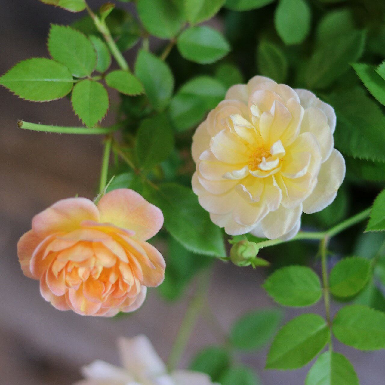 四季咲き ミニバラ フローランド プリズム 4号鉢 鉢花 寄せ植え 花壇 鉢植え お洒落 おしゃれ 可愛い かわいい 春の花 夏の花 秋の花 花 苗 初心者のサムネイル