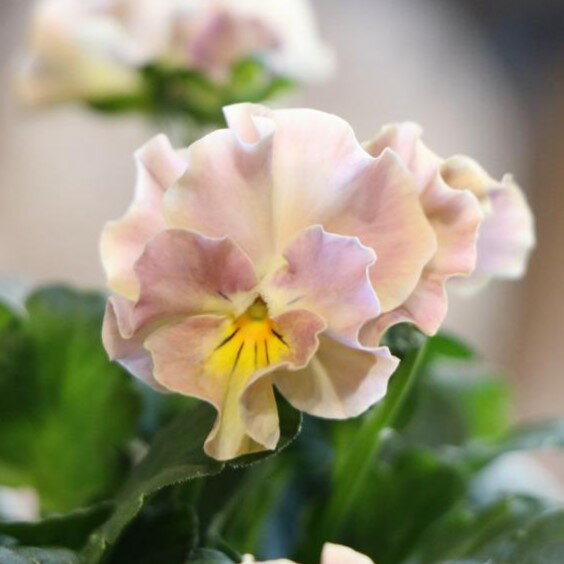 ビオラ ヌーヴェルヴァーグ アンジュ 3.5号ポット苗 NouvelleVague 寄せ植え 花壇 鉢植え お洒落 オシャレ 冬の花 花