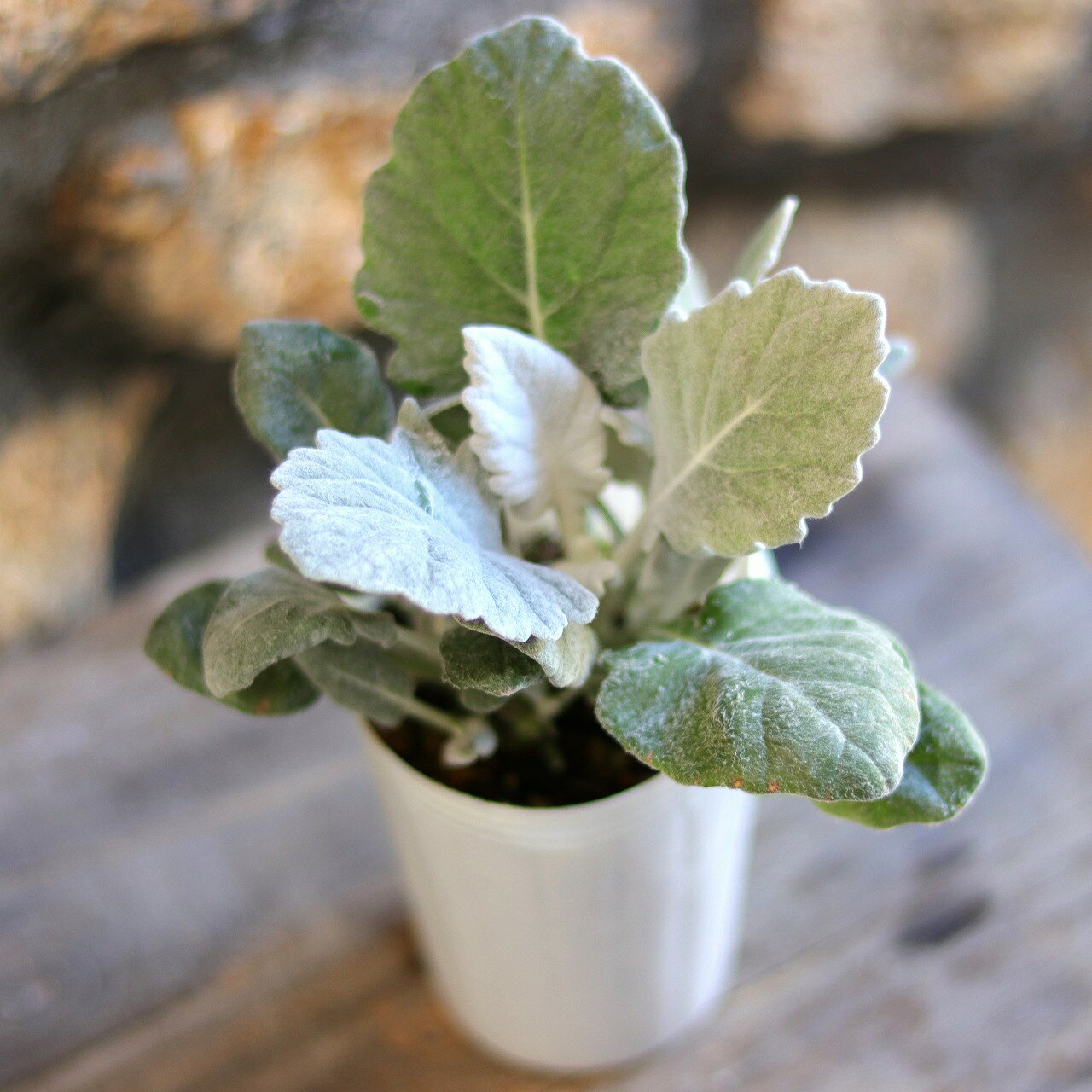 シロタエギク ニュールック 2.5号ポット苗 寄せ植え 花壇 鉢植え お洒落 おしゃれ 可愛い かわいい 春..