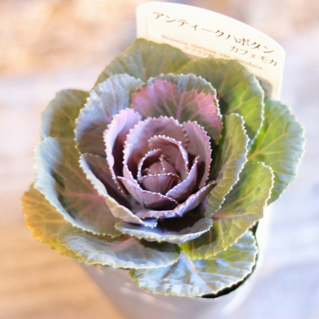 アンティークハボタン カフェモカ 2.5〜3号ポット苗 葉牡丹 ハボタン 寄せ植え 花壇 鉢植え お洒落 可愛い 冬の花 花 苗 初心者 カラーリーフのサムネイル