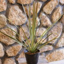 コルディリネ オーストラリス チョコミント 5号ポット苗 コルジリネ 観葉植物 寄せ植え 鉢植え 花壇 地植え お洒落 可愛い シック 苗 初心者 カラーリーフ