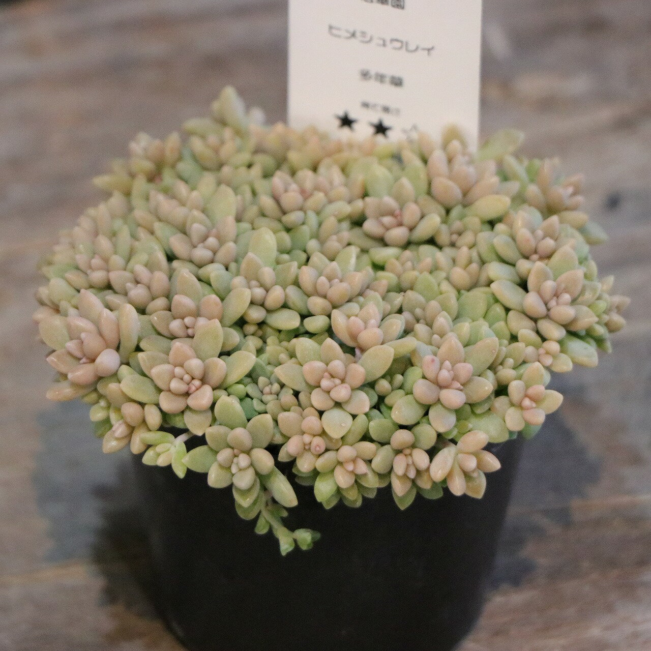 郵便ポストの寄せ植えが可愛い | ブログ版Olive&SucculentGarden 郵便ポストの寄せ植えが可愛い | ブログ版Olive&SucculentGarden
