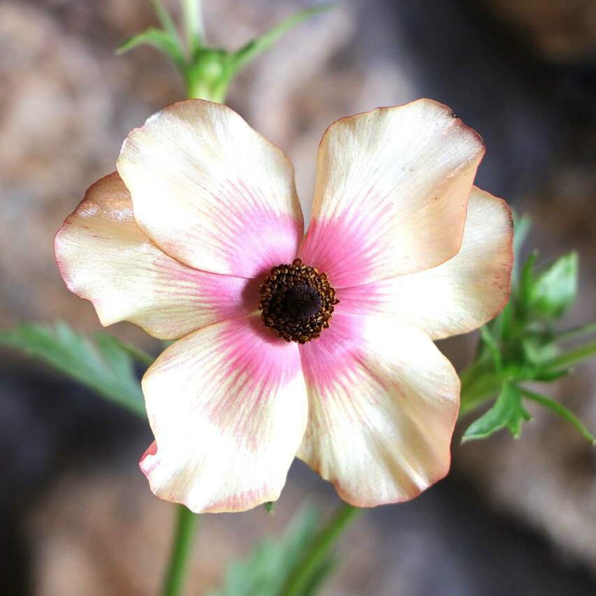 ラナンキュラス ランドセル サラセレネ エヴァンジェリン 3〜3.5号ポット苗 寄せ植え 花壇 鉢植え お洒落 可愛い アンティーク 冬の花 春の花 花 苗 初心者