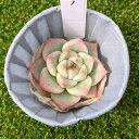 多肉植物 Echeveria Shakino エケベリア シャキノ 韓国苗 POPPIN’ PLANTS(4)