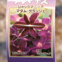 駿河のクレマチス マダム・グランジェ (ジャックマニー系) 2年生苗 4号ロングポット苗 クレマチス 寄せ植え 花壇 鉢植え 地植え 苗木 お洒落 可愛い 花 ...
