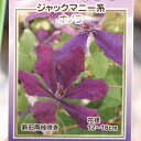駿河のクレマチス ホノラ (ジャックマニー系) 2年生苗 4号ロングポット苗 クレマチス 寄せ植え 花壇 鉢植え 地植え 苗木 お洒落 可愛い 花 苗
