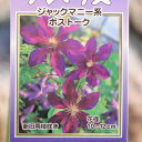 駿河のクレマチス ボストーク (ジャックマニー系) 2年生苗 4号ロングポット苗 クレマチス 寄せ植え 花壇 鉢植え 地植え 苗木 お洒落 可愛い 花 苗