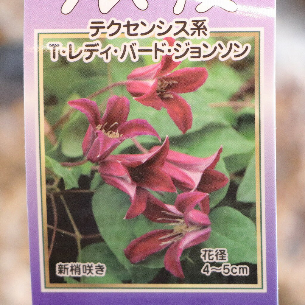 楽天市場】かわいい(種類(植物)クレマチス)(花の苗物|苗物 楽天市場】かわいい(種類(植物)クレマチス)(花の苗物|苗物