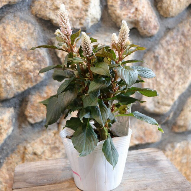 セロシア ビンテージ 3〜3.5号ポット苗 ケイトウ 寄せ植え 鉢植え 花壇 お洒落 おしゃれ 可愛い かわいい シック 春の花 夏の花 秋の花 花 苗 初心者 希少のサムネイル