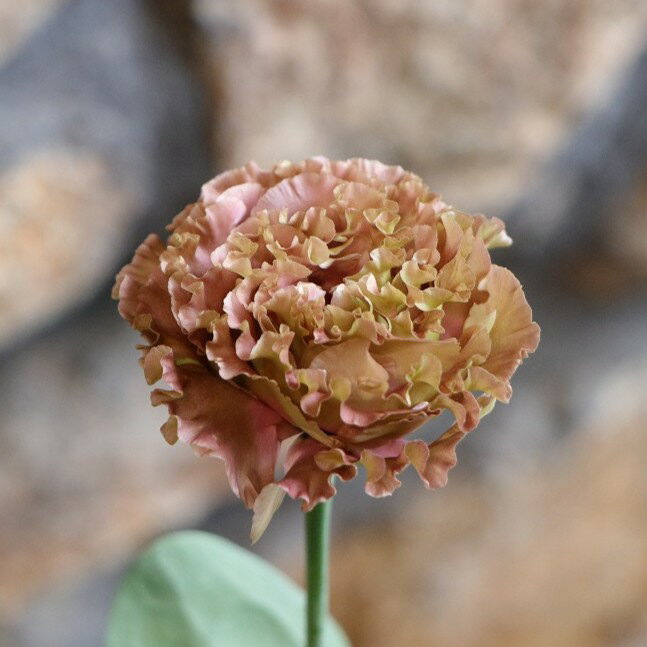 八重咲き トルコキキョウ アンバーダブル ショコラ 2.5〜3号ポット苗 寄せ植え 花壇 お洒落 おしゃれ 可愛い かわいい 春の花 夏の花 秋の花 花 苗 初心者のサムネイル