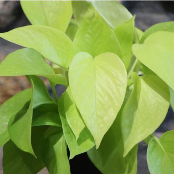 ポトス ライム 3号ポット苗 観葉植物 丈夫 インテリアグリーン インテリア おしゃれ オシャレ お洒落 かわいい