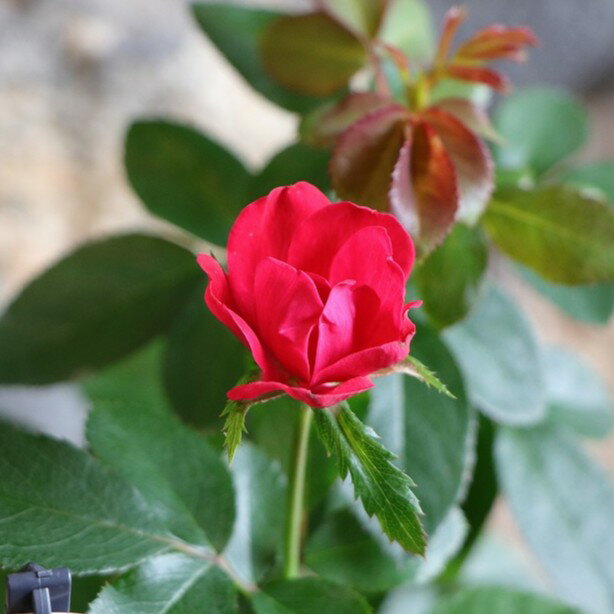 四季咲きミニバラゼプティ3〜3.5...