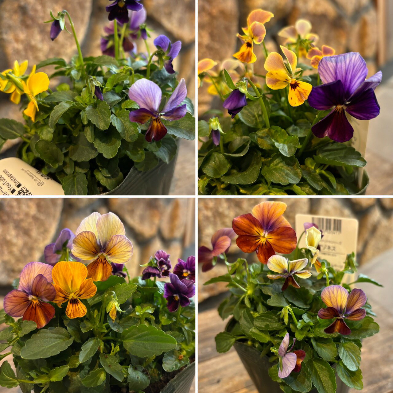 ゲブラナガトヨ ビオラ アマゾネス 2色MIX植え アソート 3.5号ポット苗 ビオラ GEBR 寄せ植え 花壇 鉢植え お洒落 おしゃれ 可愛い 春の花 冬の花 花 苗 初心者のサムネイル