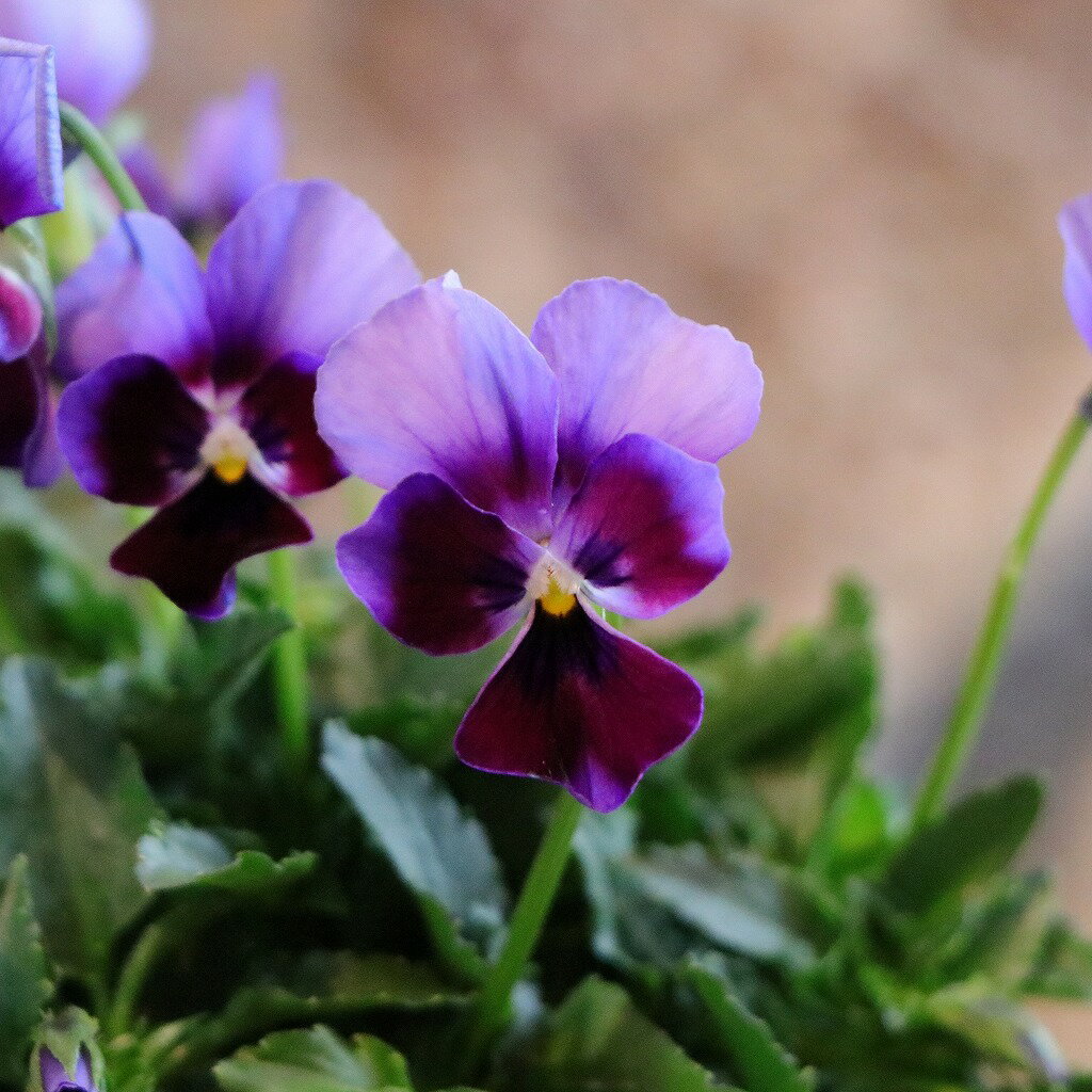 ゲブラナガトヨ ビオラ ミステリアスシリーズ ミステリアスバニー 3.5号ポット苗 ビオラ GEBR 寄せ植え 花壇 鉢植え お洒落 可愛い 春の花 冬の花 花 苗 初心者のサムネイル