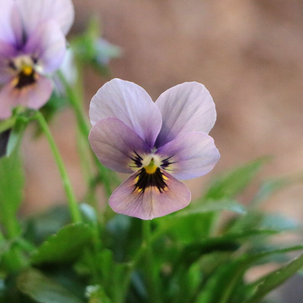 ゲブラナガトヨ ビオラ ミステリアスシリーズ マリア 3.5号ポット苗 ビオラ GEBR 寄せ植え 花壇 鉢植え お洒落 おしゃれ 可愛い 春の花 冬の花 花 苗 初心者のサムネイル