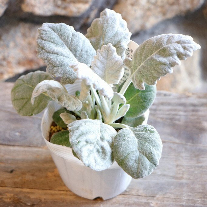 丸葉 シロタエギク もふもふ しろうさぎ 3〜3.5号ポット苗 白妙菊 白ウサギ 寄せ植え 花壇 鉢植え お洒..