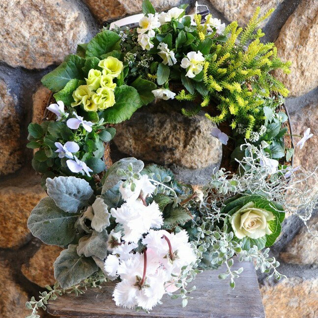 【当店オリジナル】 ホワイトイエローガーデンのリース寄せ植え Lサイズ 【現品199】