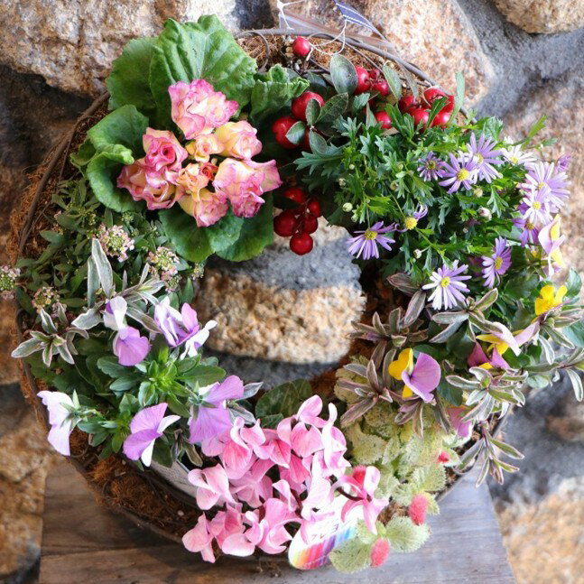 【当店オリジナル】 ピンクガーデンのリース寄せ植え Mサイズ 【現品200】