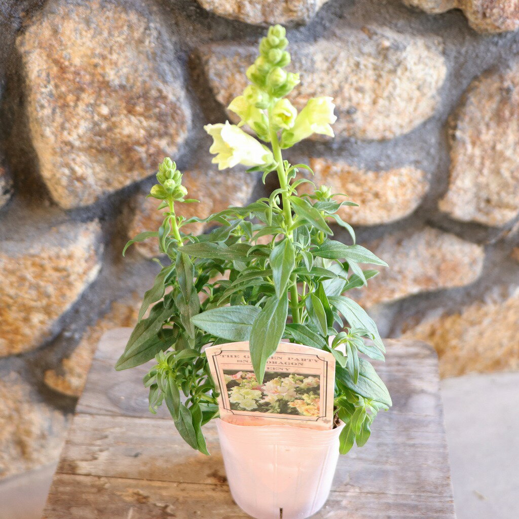 キンギョソウ トゥイニー ホワイト 3〜3.5号ポット苗 金魚草 寄せ植え 花壇 鉢植え お洒落 おしゃれ 可..