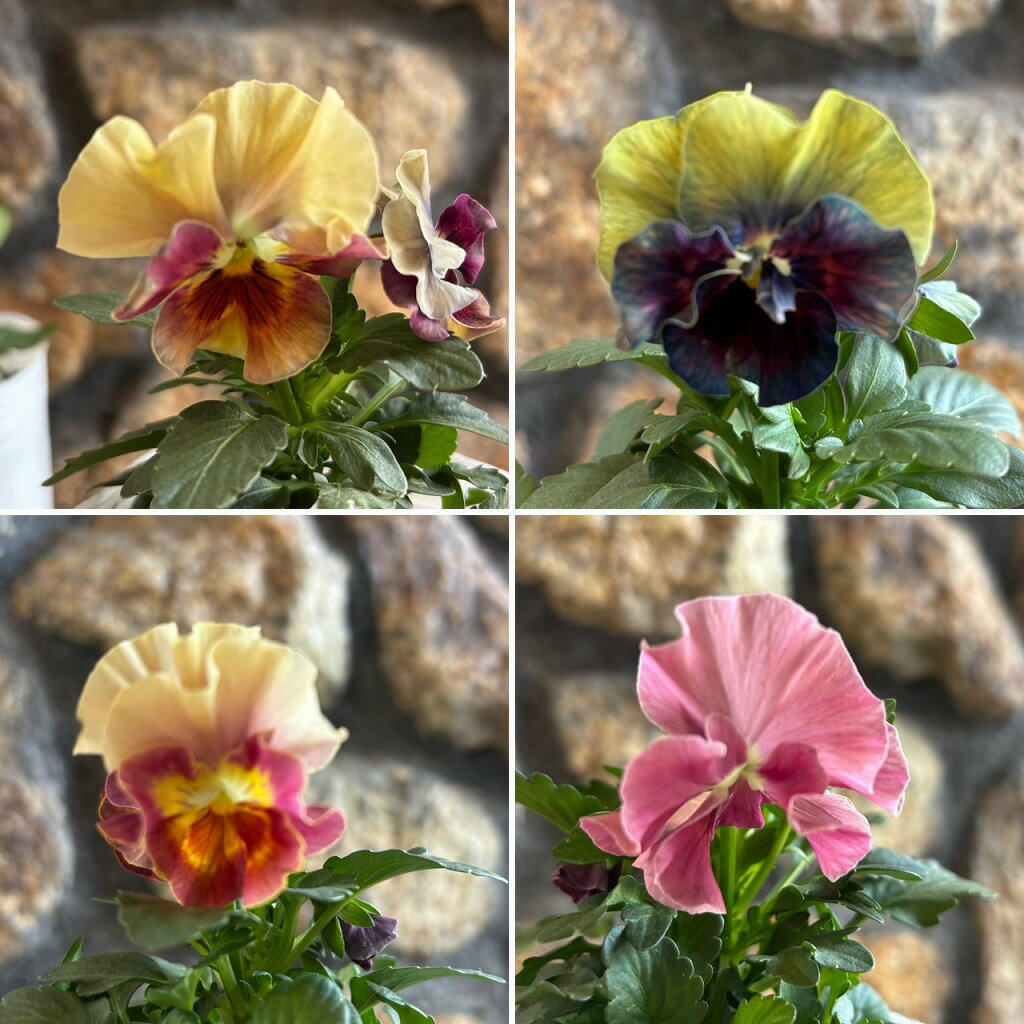 フリル咲き パンジー アルバルーチェ アソート 3〜3.5号ポット苗 花日和 シエルブリエ派生 寄せ植え 花壇 鉢植え お洒落 可愛い 春の花 冬の花 花 苗 希少のサムネイル