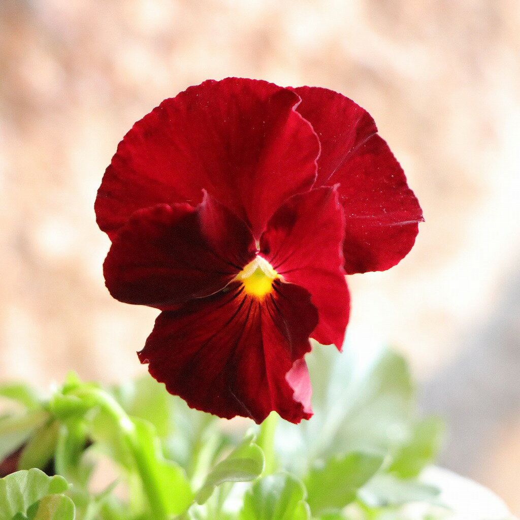 よく咲くスミレ クランベリー 3.5号ポット苗 パンジー ビオラ サカタのタネ 寄せ植え 鉢植え 花壇 お洒..