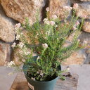 ライスフラワー 5号鉢 鉢花 寄せ植え 花壇 鉢植え 常緑樹 お洒落 おしゃれ 可愛い かわいい シック アンティーク 春の花 花 苗 初心者