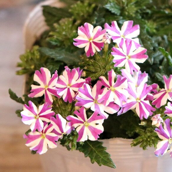 楽天市場】バーベナ 苗(開花時期四季)の通販 楽天市場】バーベナ 苗(開花時期四季)の通販