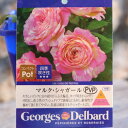 デルバール バラ マルク・シャガール 新苗 4号鉢 四季咲き 中香 薔薇 寄せ植え 花壇 鉢植え 地植え お洒落 可愛い 春の花 夏の花 秋の花 花 苗木 苗 初心者(4)