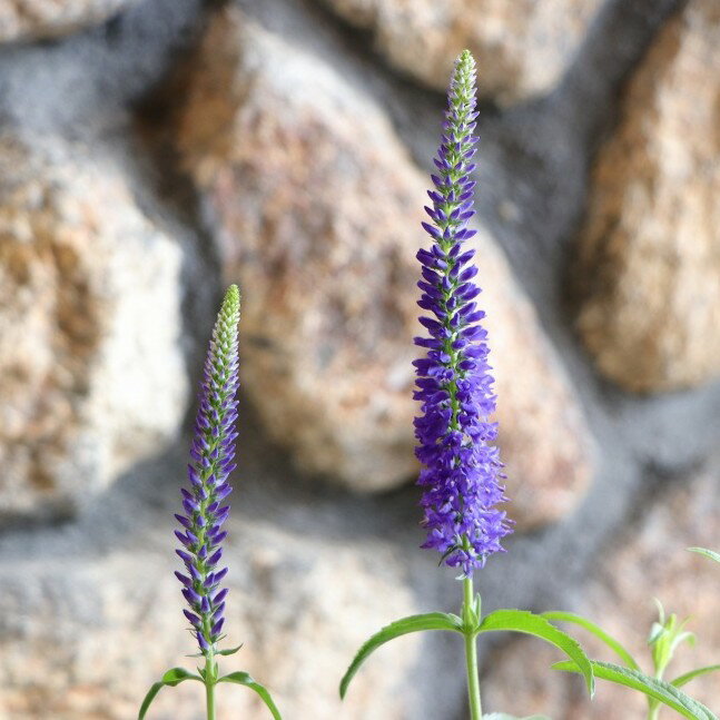 宿根ベロニカ ムーディーブルース ダークブルー 3〜3.5号ポット苗 ベロニカ 寄せ植え 鉢植え 花壇 お洒落 おしゃれ 可愛い かわいい 夏の花 秋の花 花 苗 初心者のサムネイル