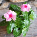 ニチニチソウ ストロベリー 3号ポット苗 ビンカ 日々草 寄せ植え 花壇 お洒落 おしゃれ 可愛い かわいい 春の花 夏の花 秋の花 花 苗 初心者