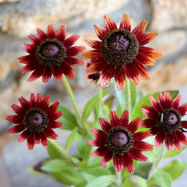 ルドベキア チェリーブランデー 3〜3.5号ポット苗 寄せ植え 花壇 鉢植え お洒落 おしゃれ 可愛い かわいい シック 春の花 夏の花 秋の花 花 苗 初心者のサムネイル