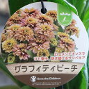 ルドベキア サンベキア グラフィティピーチ 3.5~4号ポット苗 寄せ植え 花壇 鉢植え お洒落 おしゃれ 可愛い シック 春の花 夏の花 秋の花 花 苗 初心者