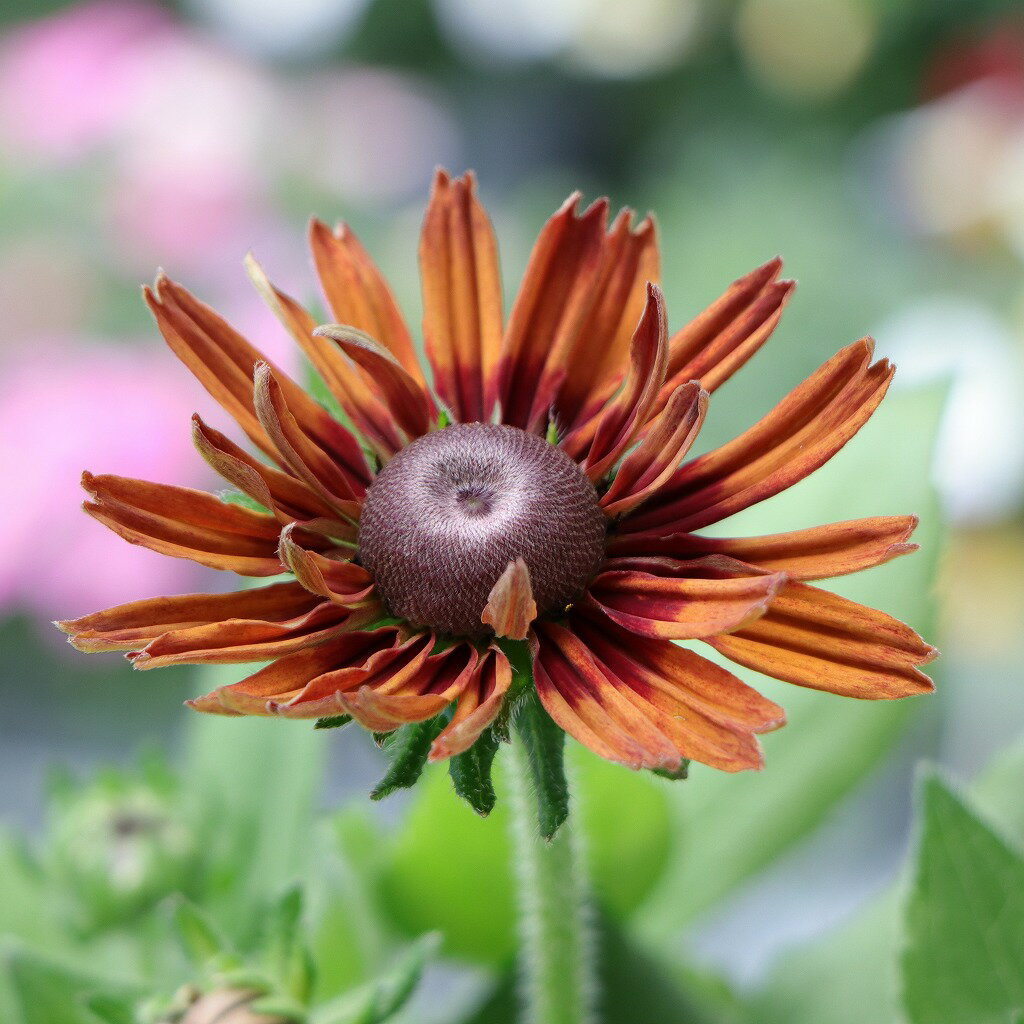 ルドベキア サンベキア グラフィティスカーレット 3.5〜4号ポット苗 寄せ植え 花壇 鉢植え お洒落 おしゃれ 可愛い シック 春の花 夏の花 秋の花 花 苗 初心者のサムネイル