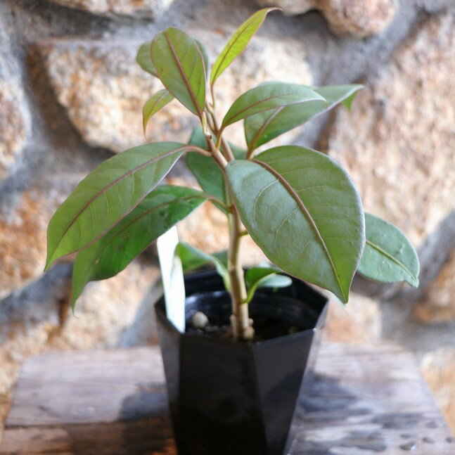 ニーアビレンス ブルーエクアドル 3〜3.5号鉢 観葉植物 鉢植え お洒落 おしゃれ 可愛い かわいい イン..