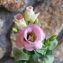 八重咲き トルコキキョウ ピンクベージュ 2.5~3号ポット苗 寄せ植え 鉢植え 花壇 お洒落 おしゃれ 可愛い かわいい 春の花 夏の花 秋の花 花 苗 初心者