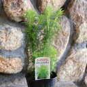 ユーパトリウム グリーンフェザー 3~3.5号ポット苗 フジバカマ 寄せ植え 鉢植え 花壇 お洒落 おしゃれ 可愛い かわいい 紅葉 秋の花 花 苗 初心者