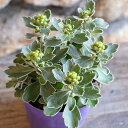 磯菊 イソギク 3~3.5号ポット苗 寄せ植え 鉢植え 花壇 お洒落 おしゃれ 可愛い かわいい 秋の花 花 苗 初心者