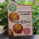 栄養系ランタナ ブルーミファイ マンゴー 3~3.5号ポット苗 ランタナ 寄せ植え 鉢植え 花壇 お洒落 おしゃれ 可愛い 春の花 夏の花 秋の花 花 苗 初心者