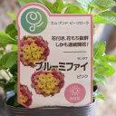 栄養系ランタナ ブルーミファイ ピンク 3~3.5号ポット苗 ランタナ 寄せ植え 鉢植え 花壇 お洒落 おしゃれ 可愛い かわいい 春の花 夏の花 秋の花 花 苗 初心者